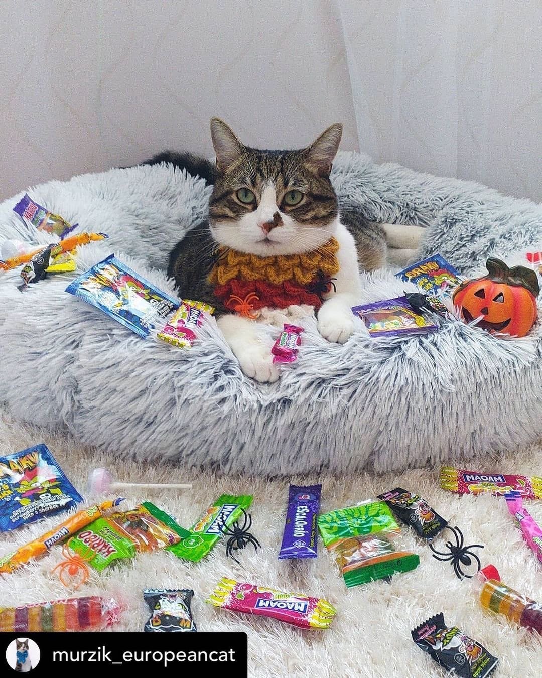 28" Ortho Plush® Pet Bed - Snowflake White Two Tone