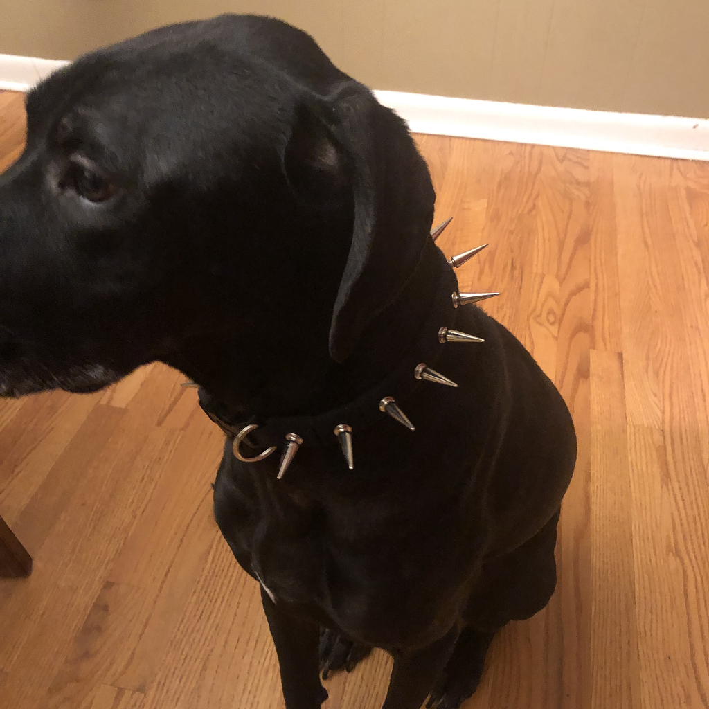 CoyoteCollar Save Your Beloved Pets Puppies Dogs from harm