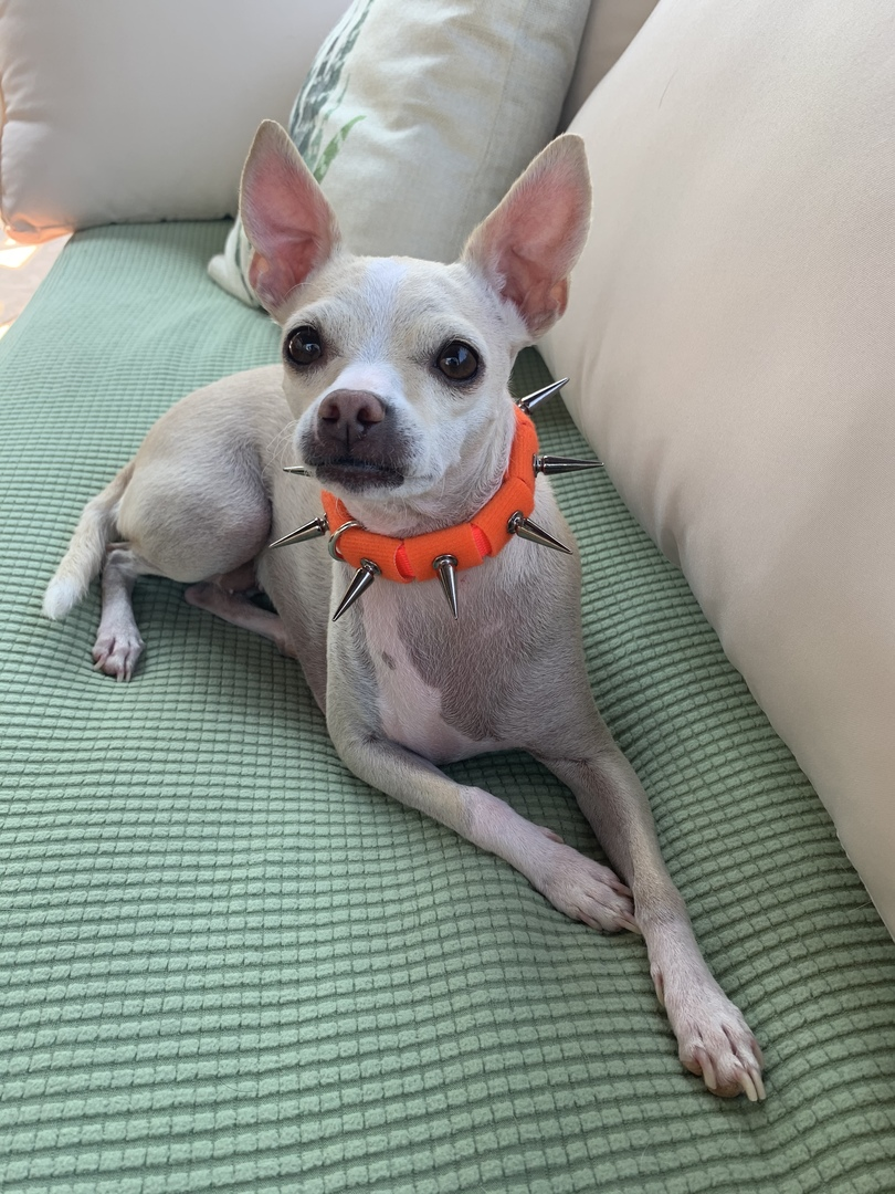 CoyoteCollar Save Your Beloved Pets Puppies Dogs from harm