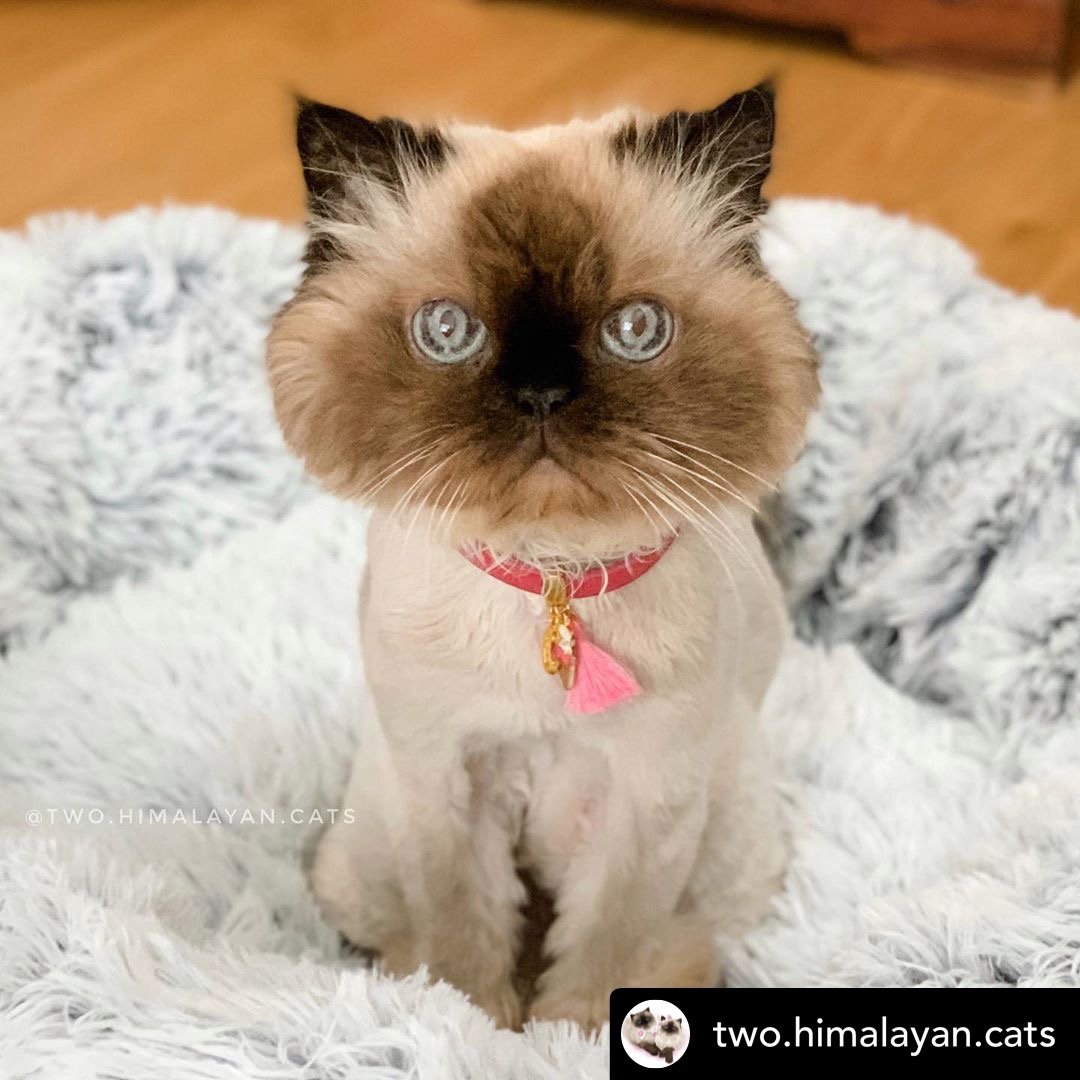 28" Ortho Plush® Pet Bed - Snowflake White Two Tone