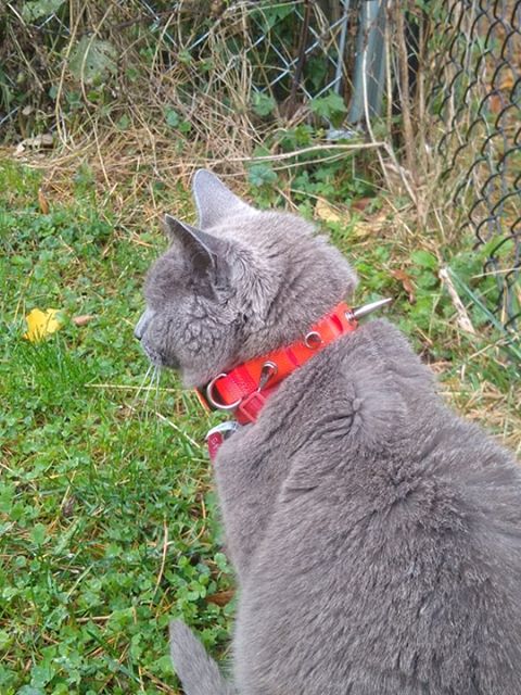 CoyoteCollar Save Your Beloved Pets Puppies Dogs from harm