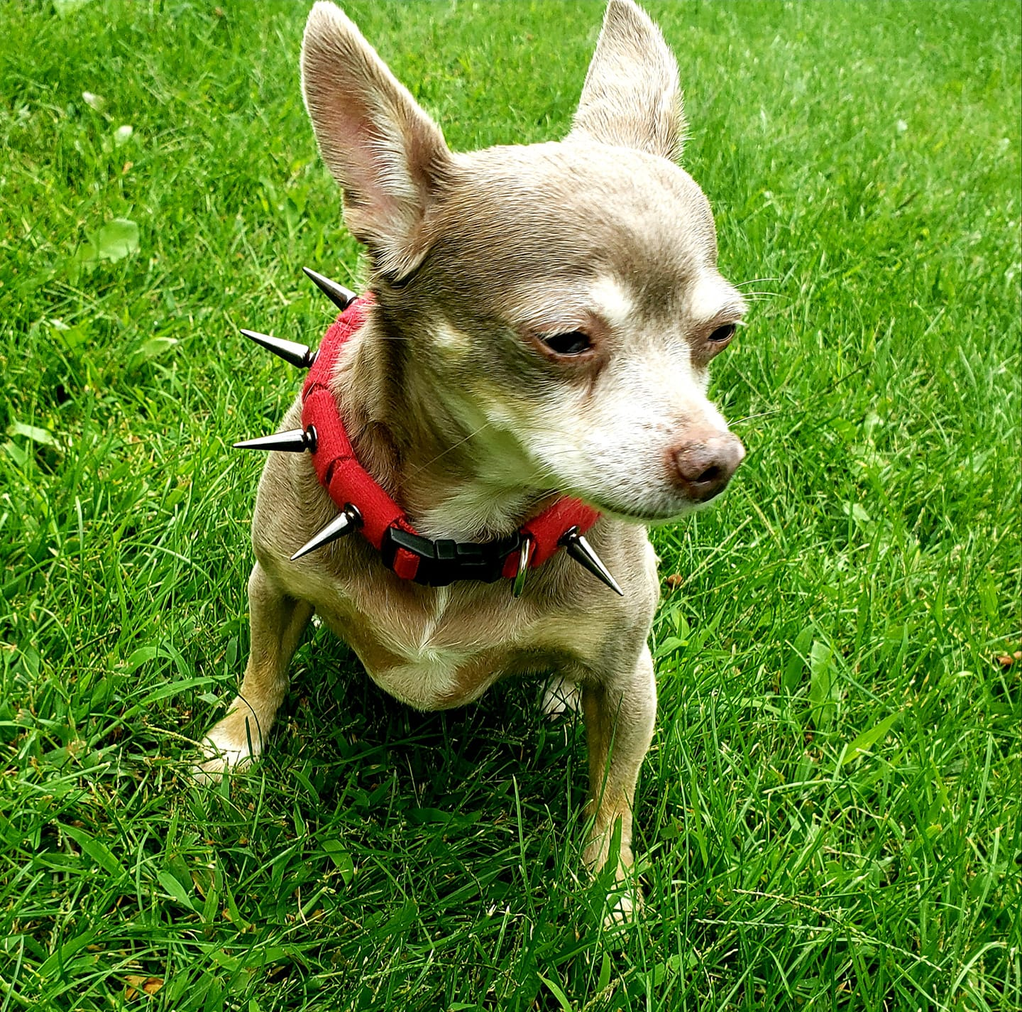 CoyoteCollar Save Your Beloved Pets Puppies Dogs from harm