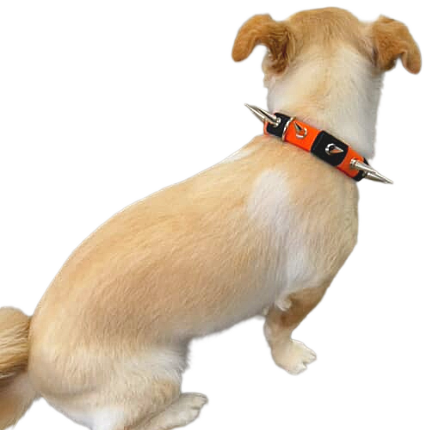 CoyoteCollar Save Your Beloved Pets Puppies Dogs from harm