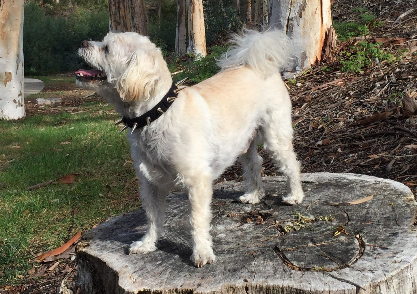 CoyoteCollar Save Your Beloved Pets Puppies Dogs from harm