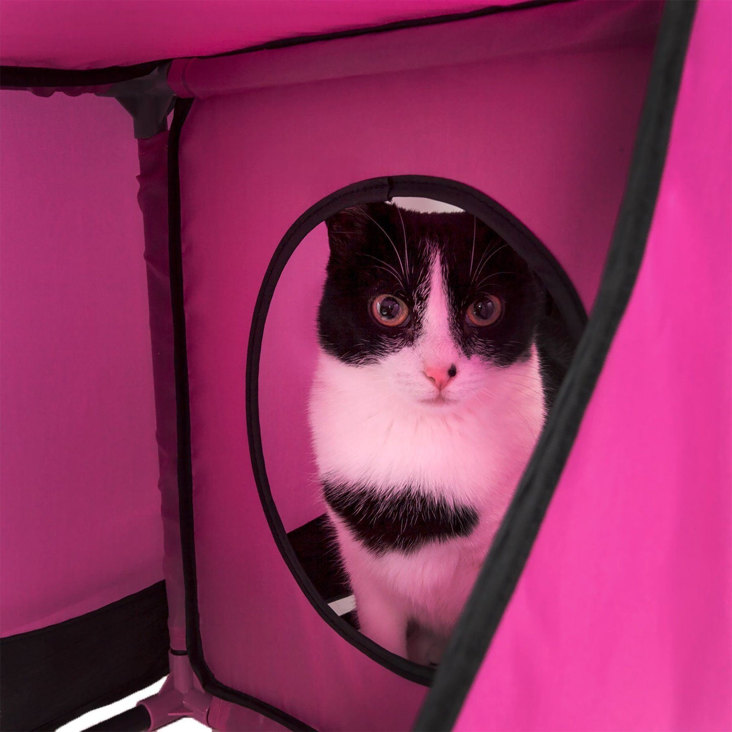 Pet Life'Kitty-Play' Collapsible Travel Interactive Kitty Cat Tree Maze House Lounger Tunnel Lounge